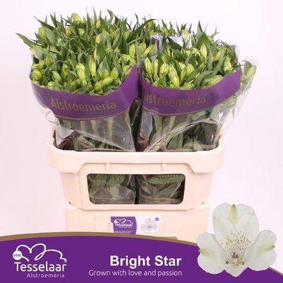 <h4>Alstroemeria bright star</h4>