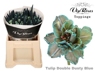<h4>Tulipa do paint dusty blue</h4>
