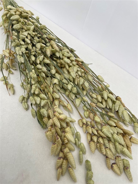 <h4>Dried Briza Maxima Natural Green Bs</h4>