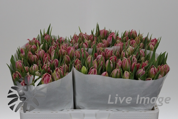 <h4>Tulipa do flash point</h4>