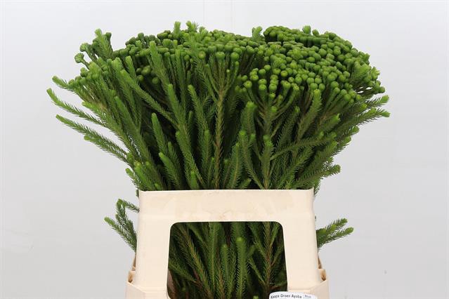 <h4>Cape green ayoba albiflora</h4>