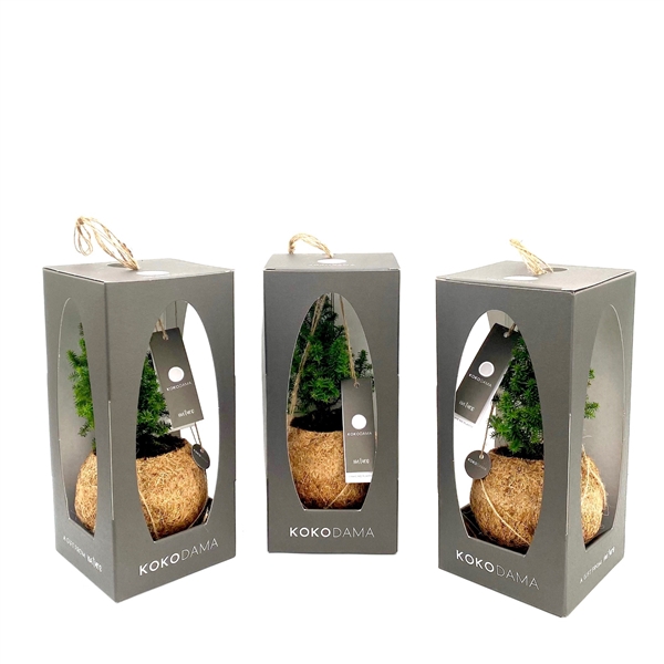 <h4>Kokodama 12 cm Gift Package Chamaecyparis 'Top Point'</h4>