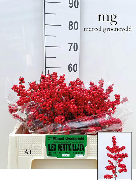 <h4>Ilex verticillata red</h4>