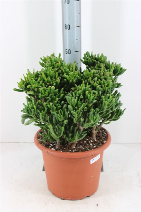 <h4>Crassula Hobbit P30</h4>