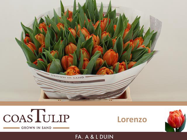 <h4>Tulipa do lorenzo</h4>
