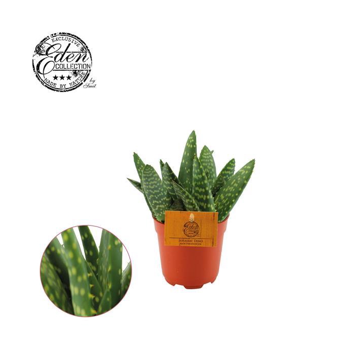 <h4>Aloe Paradisicum 10,5Ø 15cm</h4>