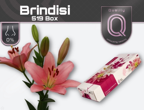 <h4>LI LA BRINDISI 519 BOX 4+</h4>