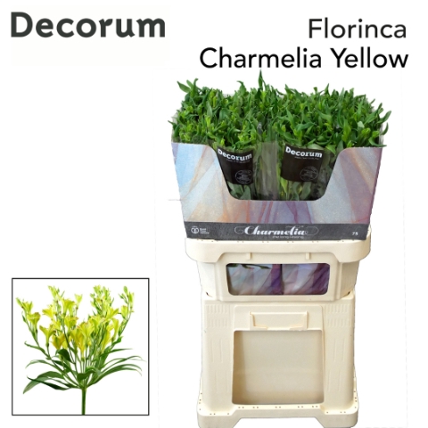 <h4>ALST FL CHARME YELLO</h4>