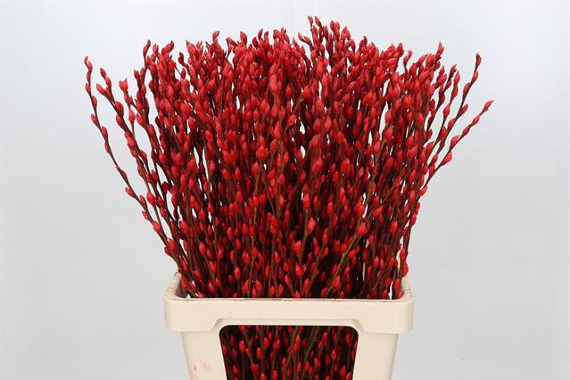 <h4>Salix paint pussy willow red</h4>