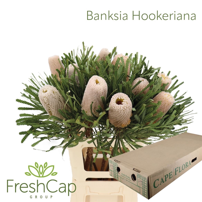 <h4>Banksia Hookeriana</h4>