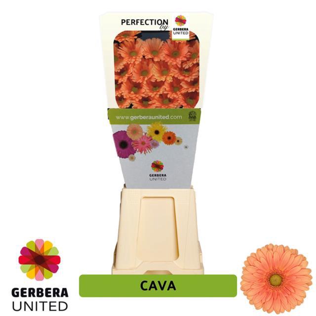 <h4>Germini diamond cava</h4>
