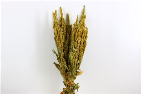 <h4>Dried Amaranthus Green Bunch</h4>
