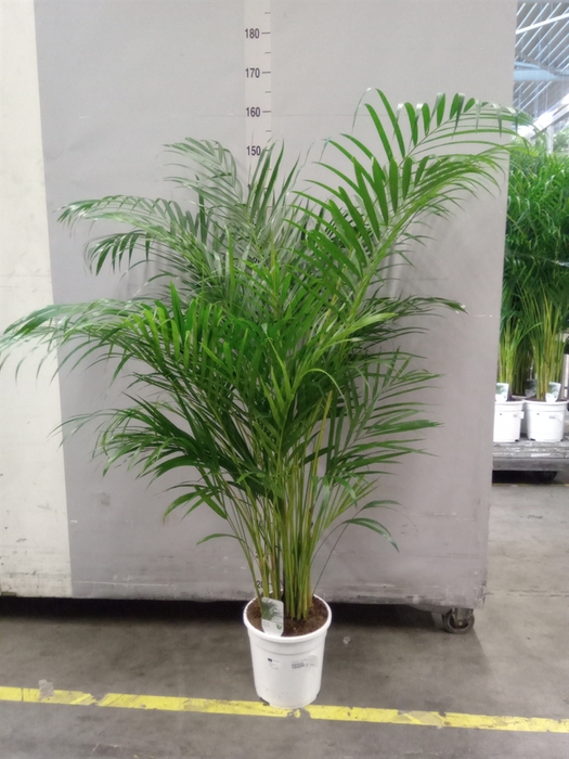 <h4>Dypsis Lutescens ...chrysalidoca</h4>