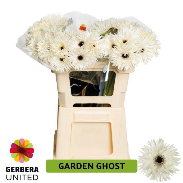 <h4>GE GS GARDEN GHOST</h4>