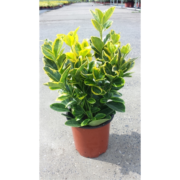 <h4>Euonymus Aurea</h4>