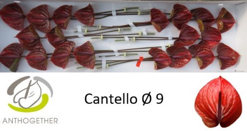 <h4>Anthurium cantello</h4>