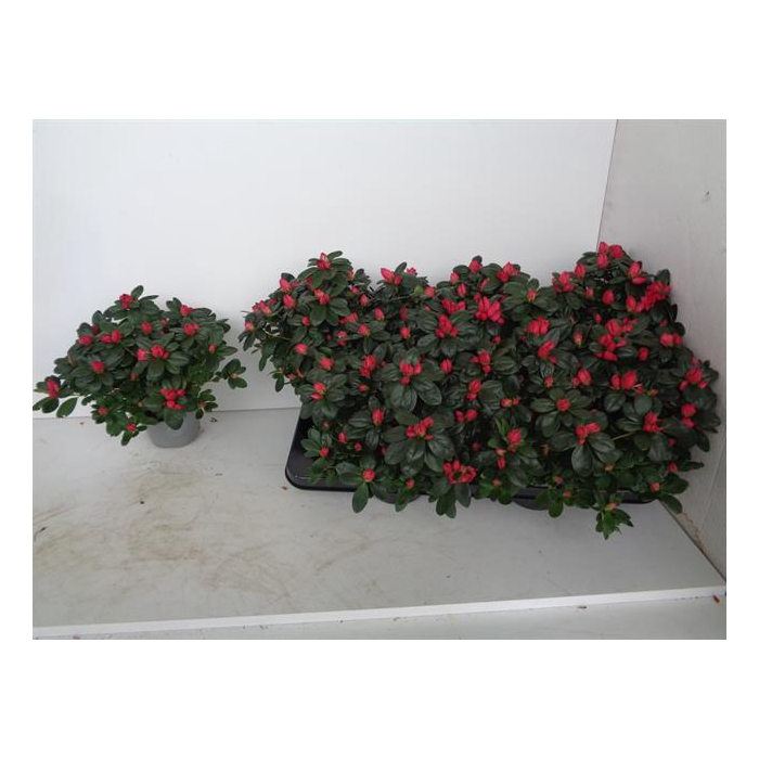<h4>Rhododendron simsii Jimmy 12Ø 25cm 25Ø</h4>