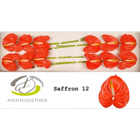 <h4>Anthurium saffron</h4>