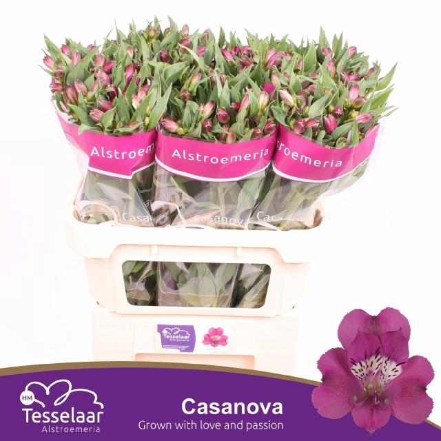 <h4>ALSTR CASANOVA</h4>