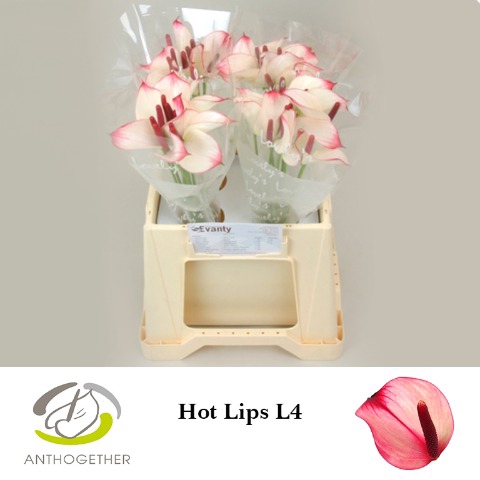 <h4>Anthurium hot lips</h4>