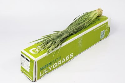 <h4>Leaf lily grass variegated</h4>