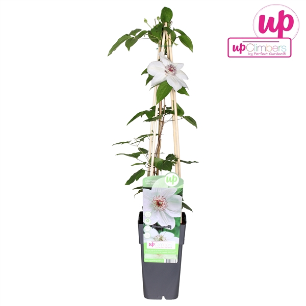 <h4>Clematis Miss Bateman P15</h4>