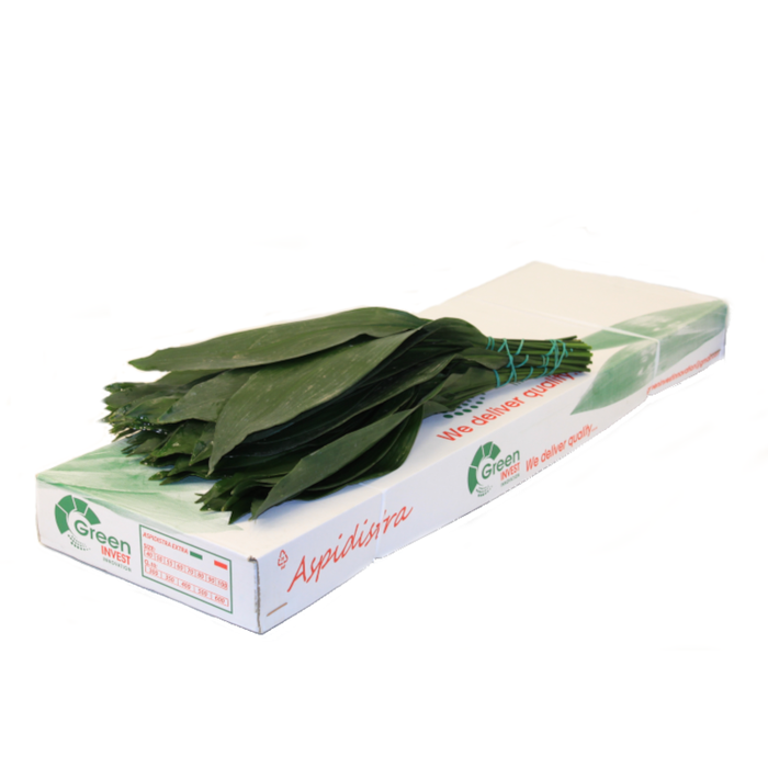 <h4>ASPIDISTRA 60CM INVEST</h4>
