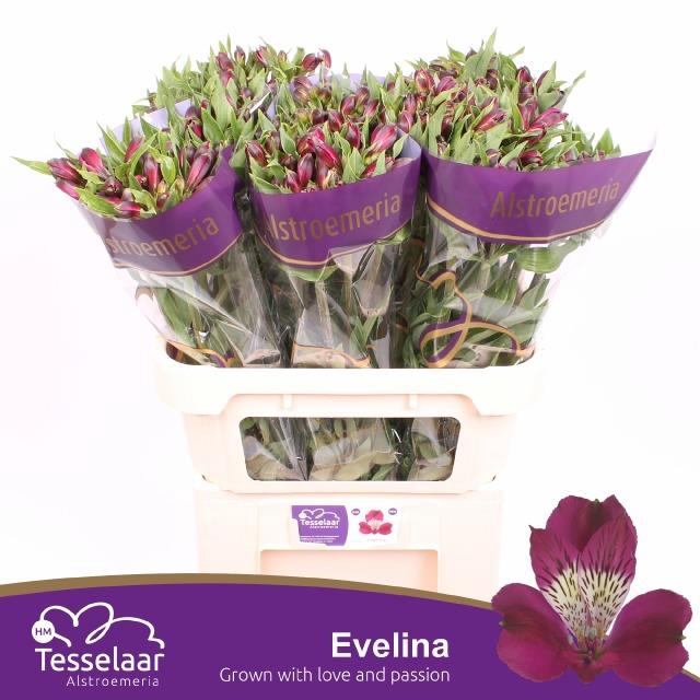 <h4>ALSTR EVELINA</h4>