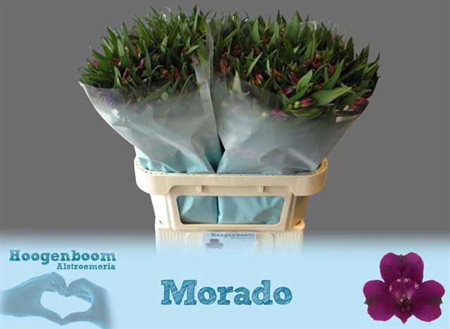 <h4>Alstroemeria morado</h4>