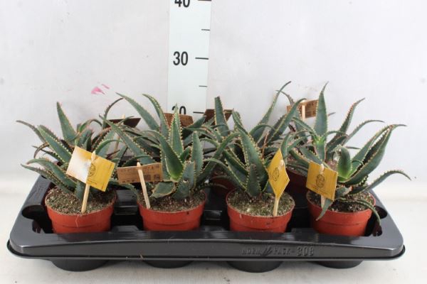 <h4>Aloe aculeata</h4>