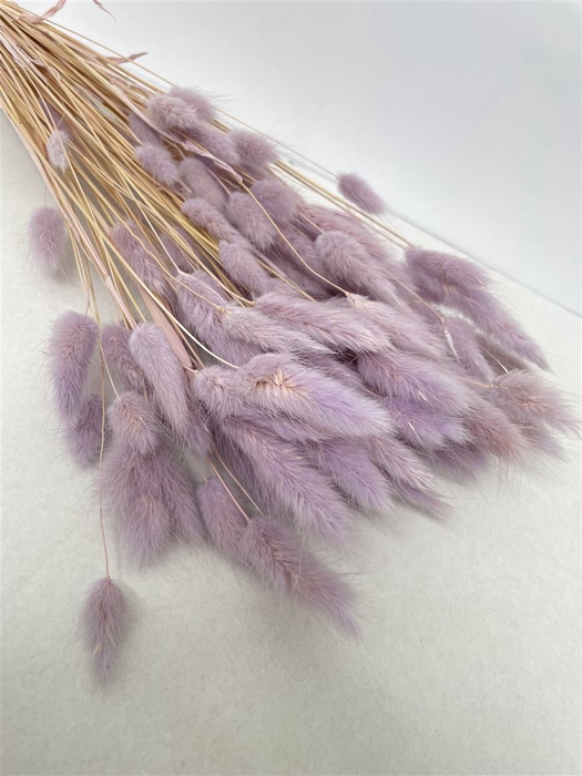 <h4>Dried Lagurus Bleached Lavender Bs</h4>