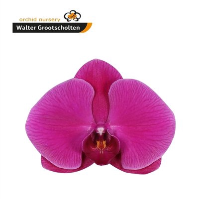 <h4>Phalaenopsis purple haze (per flower)</h4>