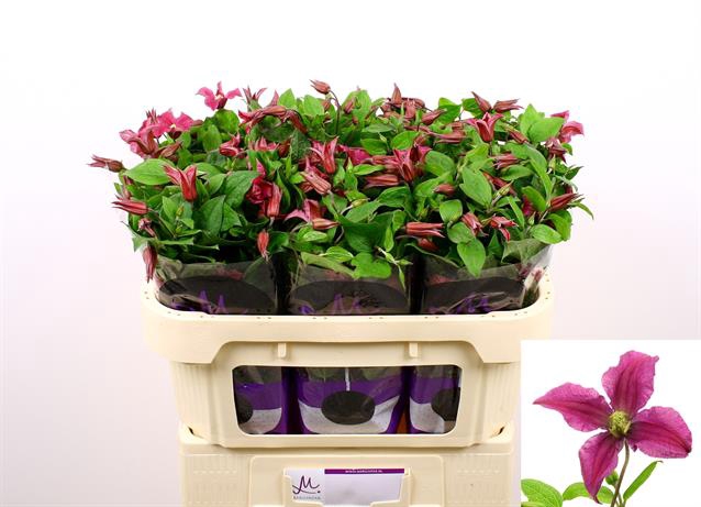 <h4>Clematis amazing kyiv</h4>