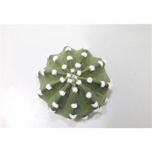 Cactus subdenudata cutflower