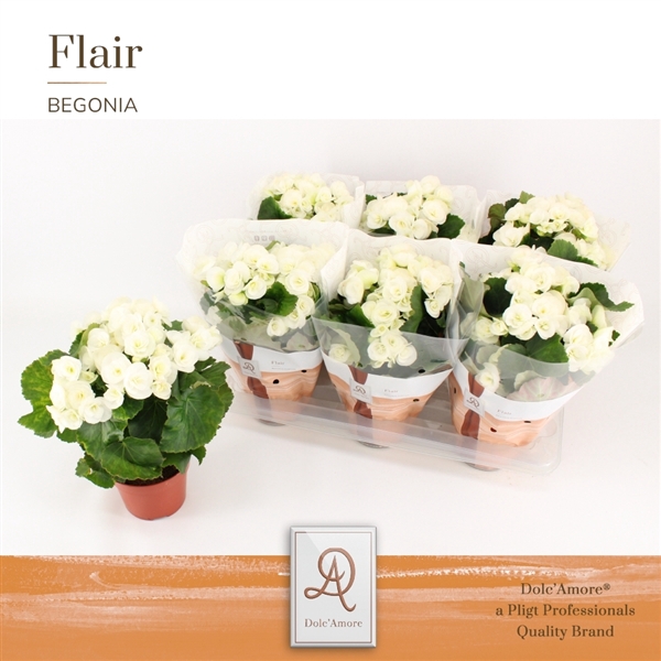 <h4>Begonia Clara P14 Dolc'Amore® Flair</h4>