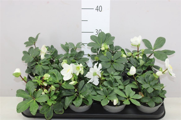 <h4>Helleborus Ni Chr Carol 4+</h4>