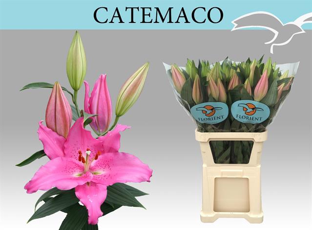 <h4>Lilium or catemaco</h4>