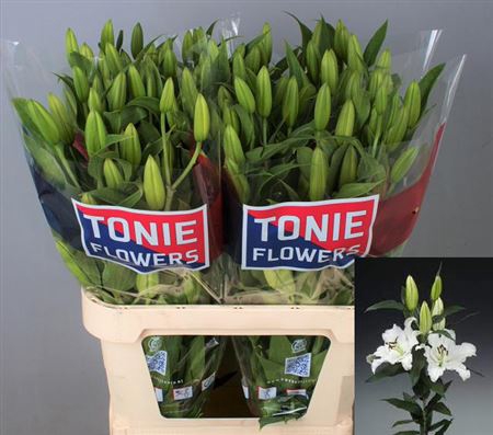 Auction flower photograph