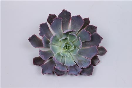 <h4>Echeveria neonbreaker cutflower</h4>