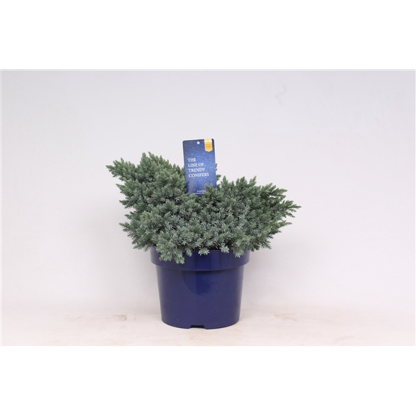 <h4>Juniperus squamata 'Blue Star'</h4>