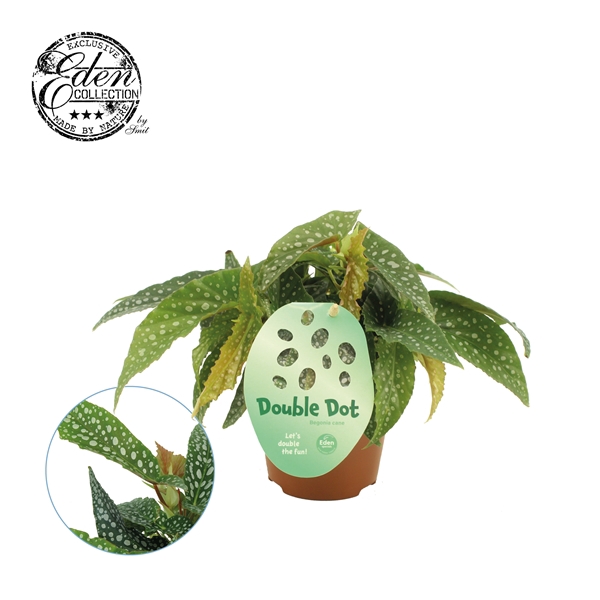 <h4>Begonia cane Double Dot 12cm</h4>