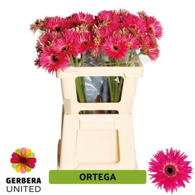 <h4>GE GS ORTEGA</h4>