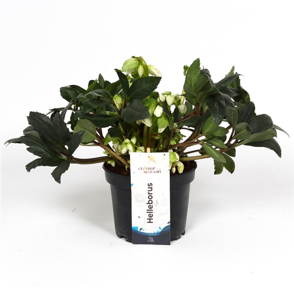 <h4>Helleborus Niger Flevoflora N4 P15</h4>