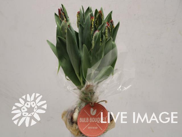 <h4>Tulipa sheaf roccoco x10</h4>