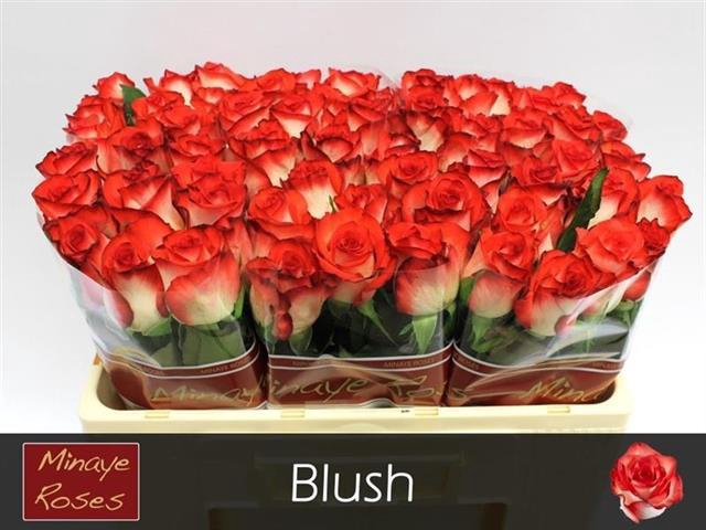<h4>Rosa la blush</h4>