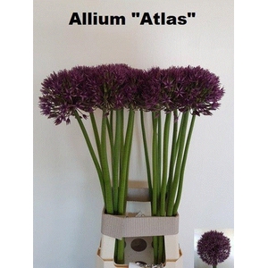 ALLIUM GROOTBLOEMIG
