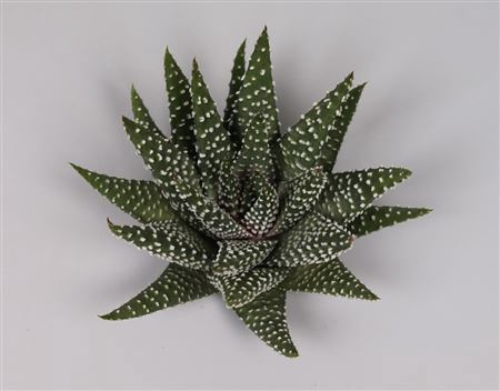 <h4>Haworthia margaritifera cutflower</h4>