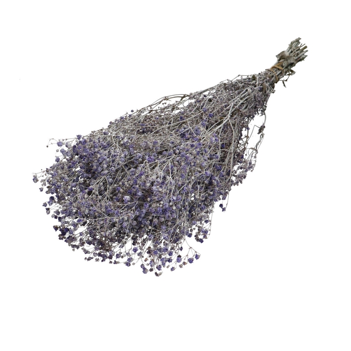 <h4>Dried flowers Gypsohpila dusty 70cm</h4>