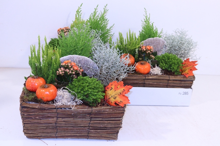 <h4>Arr Tuinplanten</h4>