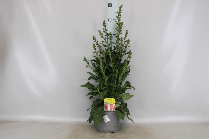 <h4>Digitalis 'pink Panther'</h4>